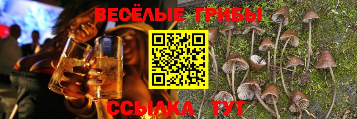 Псилоцибиновые грибы Cubensis  Вход с VPN  Галлюциногенные грибы ЛСД  Торжок 