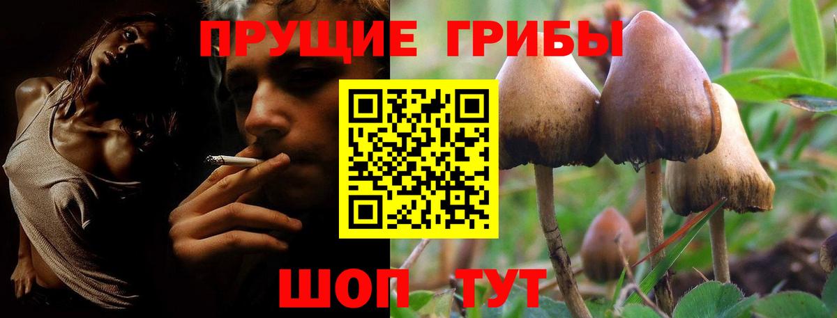 Псилоцибиновые грибы Psilocybine cubensis Торжок